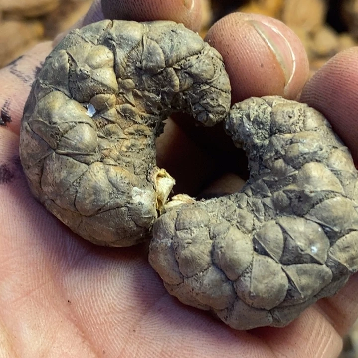 吊坠文玩核桃东北特产145