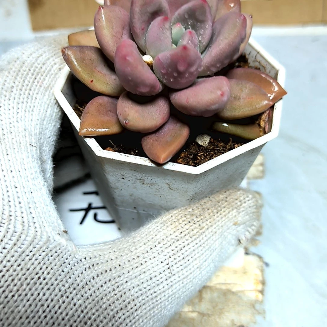 满9元包邮，桃花源大颗八角盆