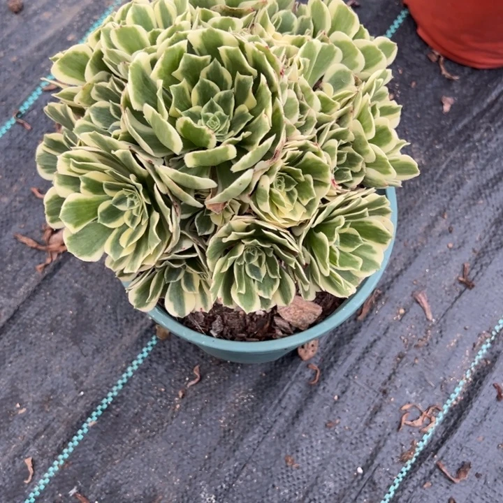 迈巴赫多肉植物花花