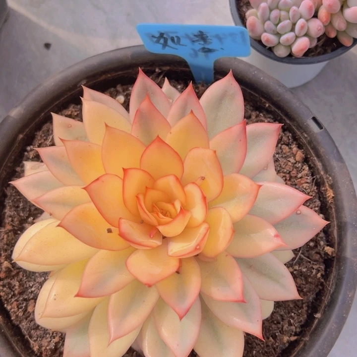 健健康康平平安安