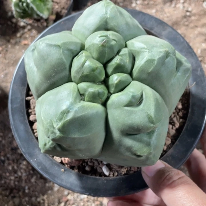 金***英实生一颗圆油石话龟甲