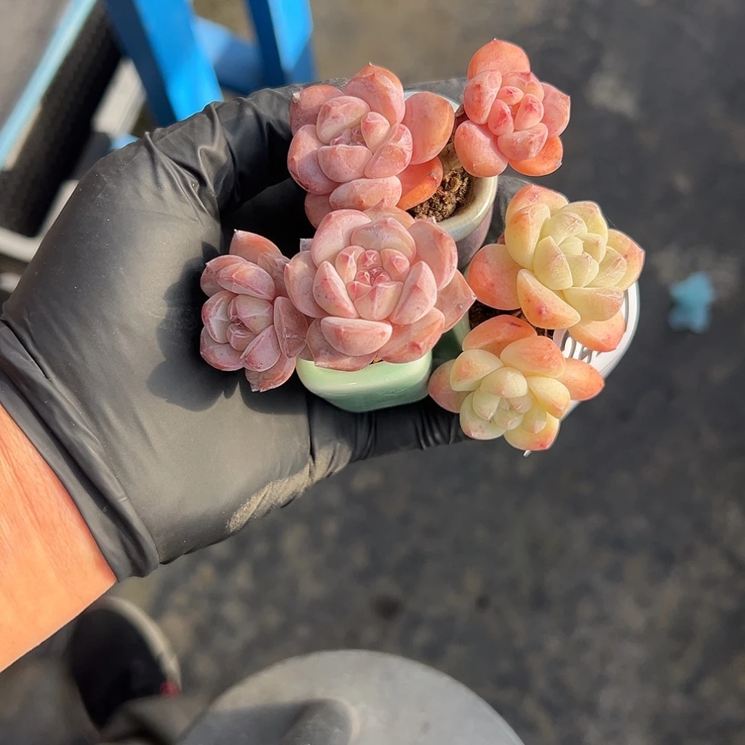 毛***毛2366，三个肉肉带盆