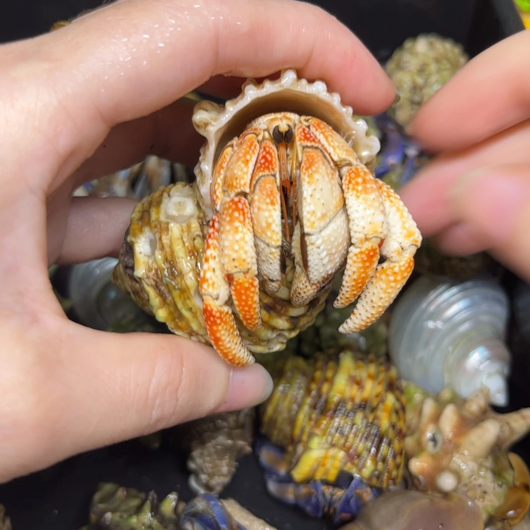 橙子味草莓球2.8口