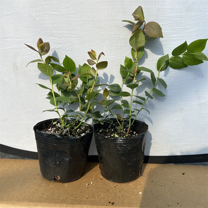 花香组培苗   原盆  原土 盆栽地 载   阳台花园  南北方  种植