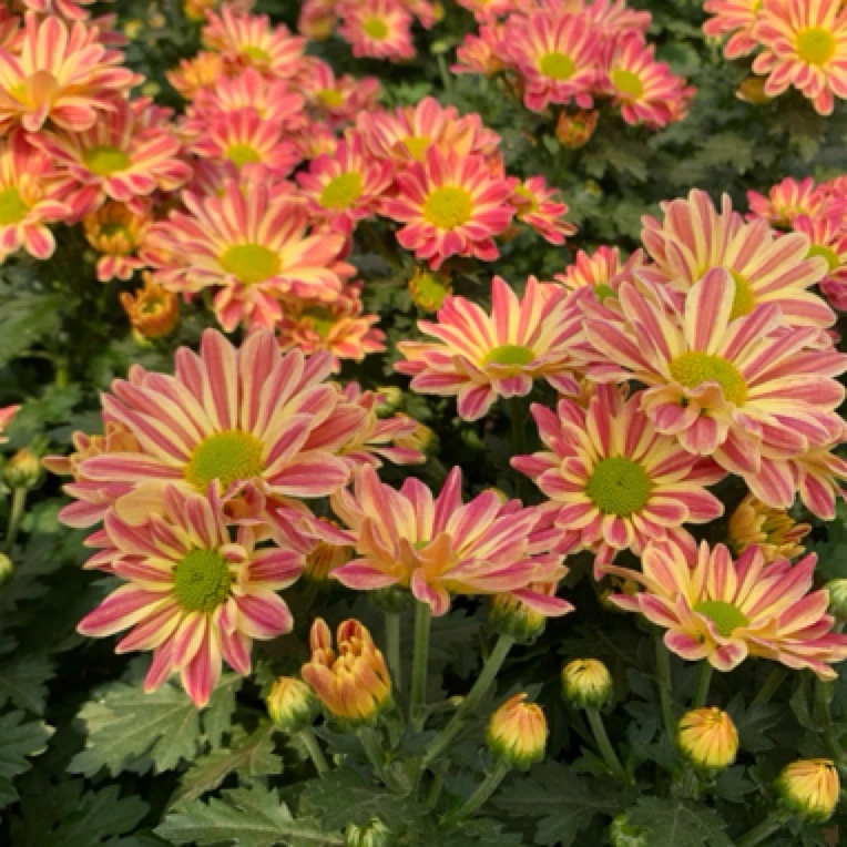 斑纹小菊荷兰菊盆栽花苗带花苞四季花小雏菊阳台庭院菊花