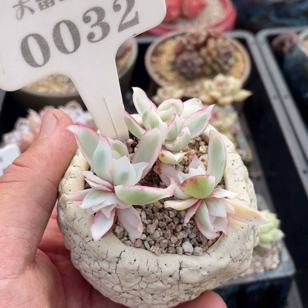 咻*0032伯克利锦不带盆