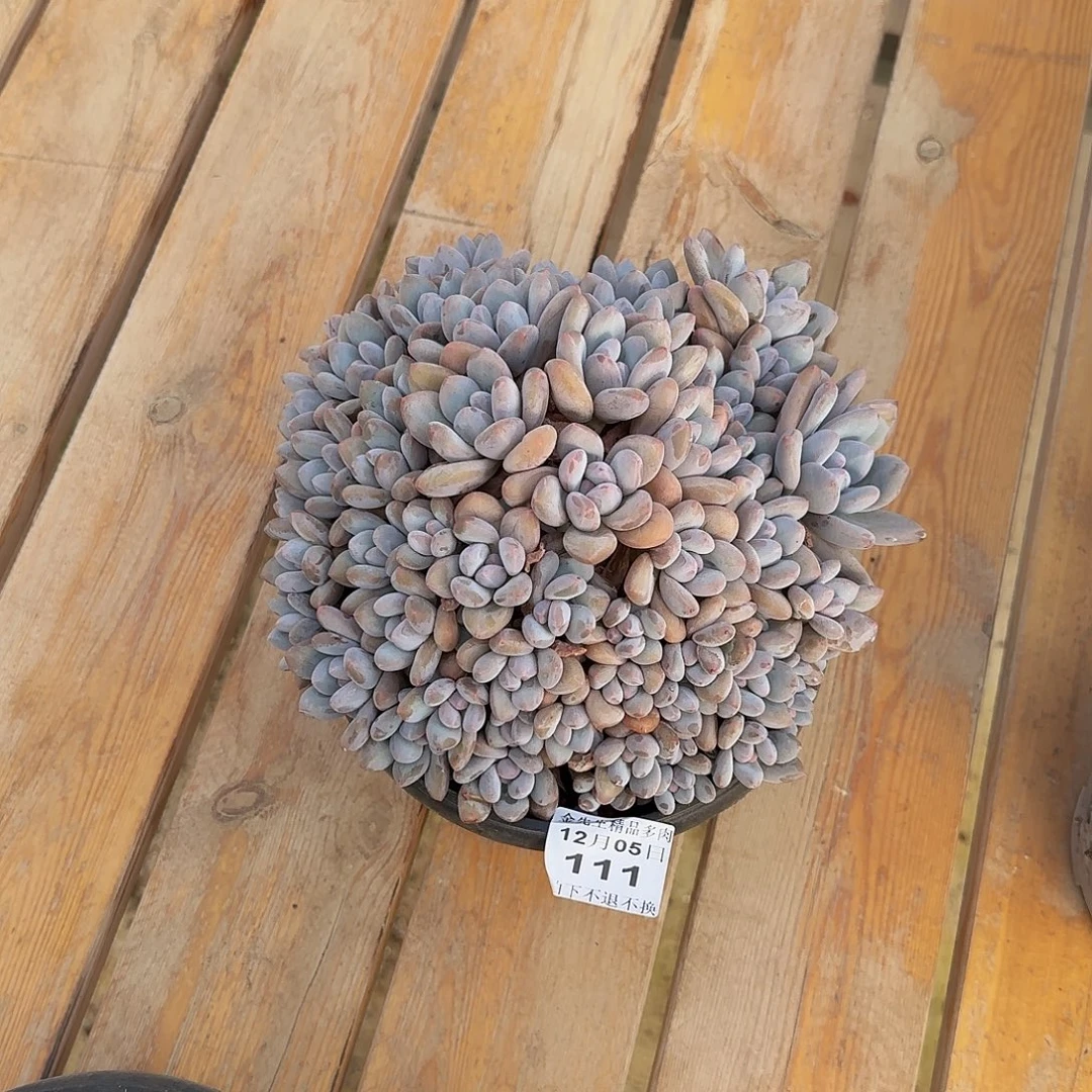 旺***爷1205-111香水群生