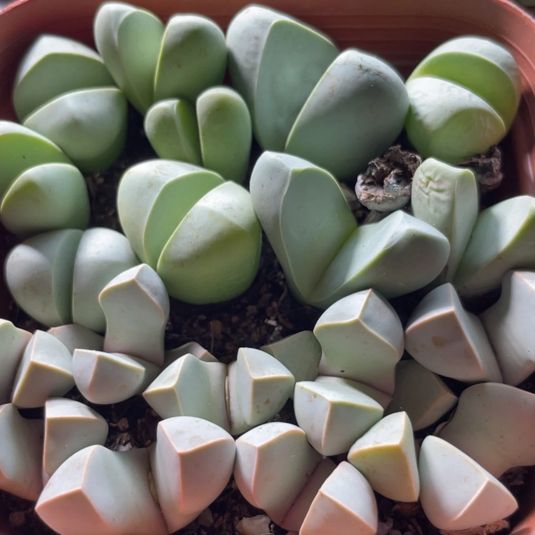 大盆特价一物一拍～9