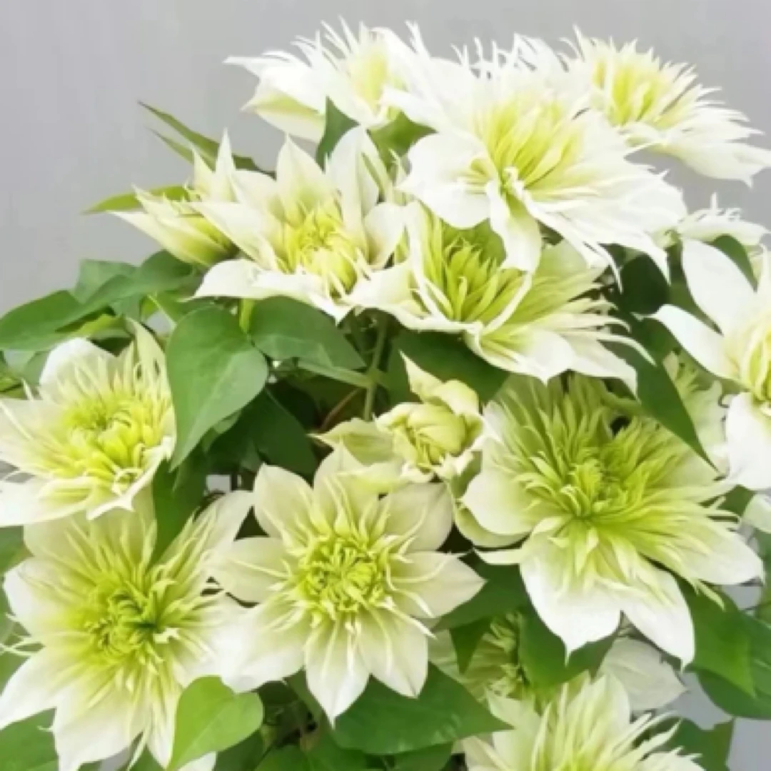 【起初】当年开花铁线莲新品北滨华川阳台花园盆栽四季开花新手易养