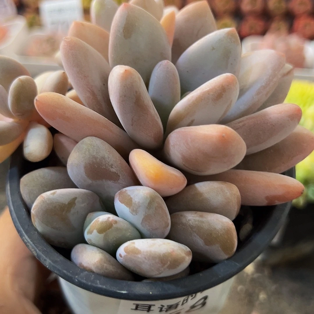 758，粉兔，带盆带土发货