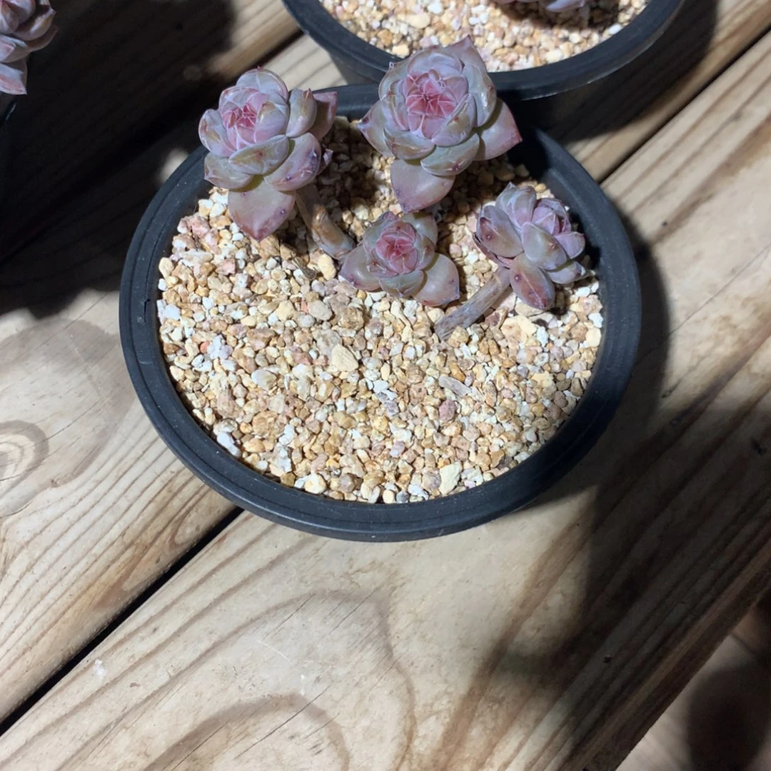 一***菇仨蘑菇突尼斯发货多肉