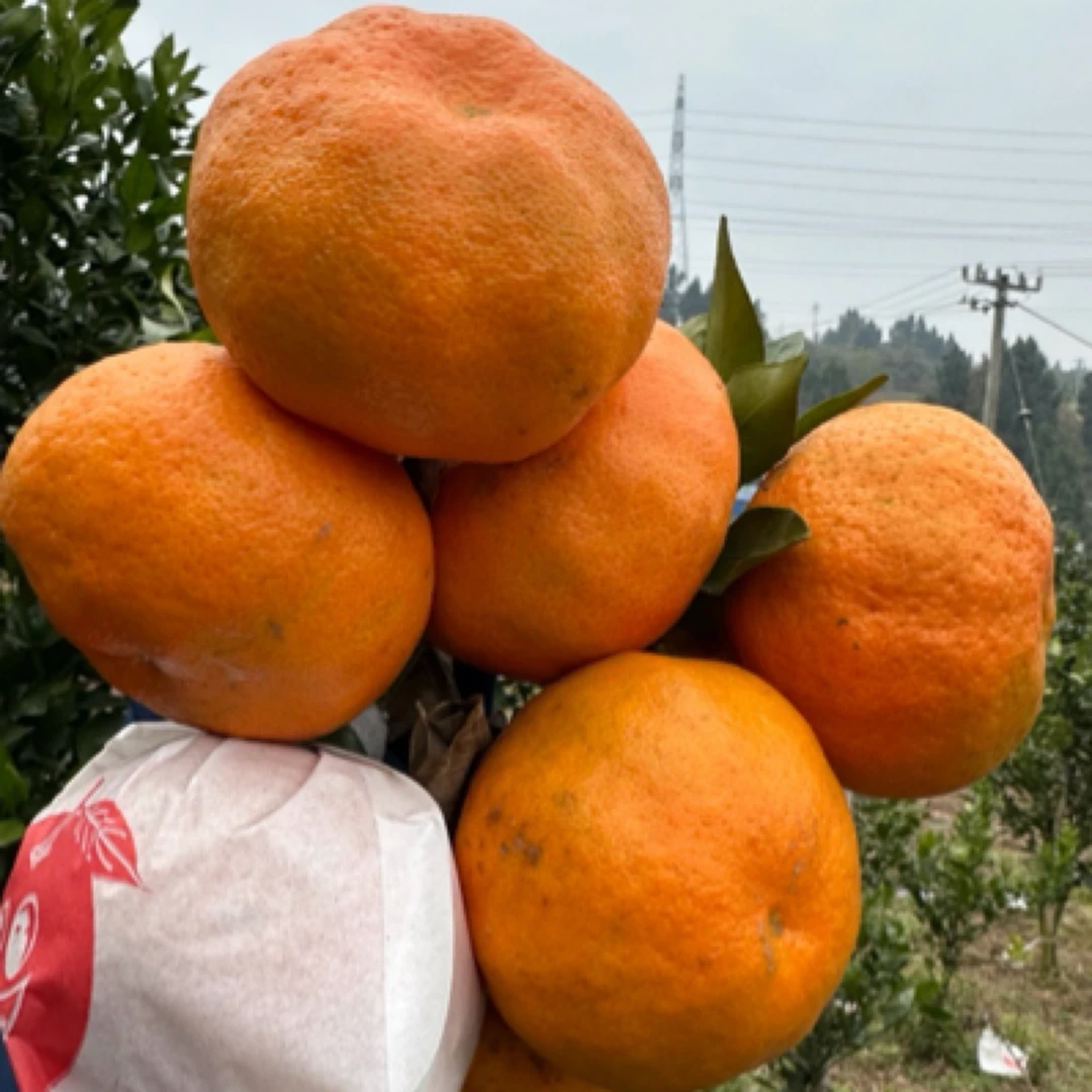 [加量不加价]东海的果园资阳【甘平】柑橘皇后特价轻微干水无售后