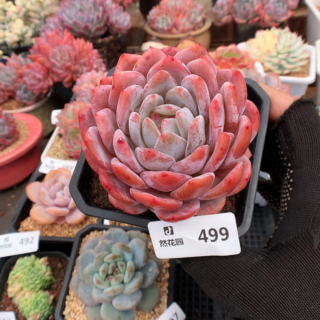 499雪天使多肉植物666