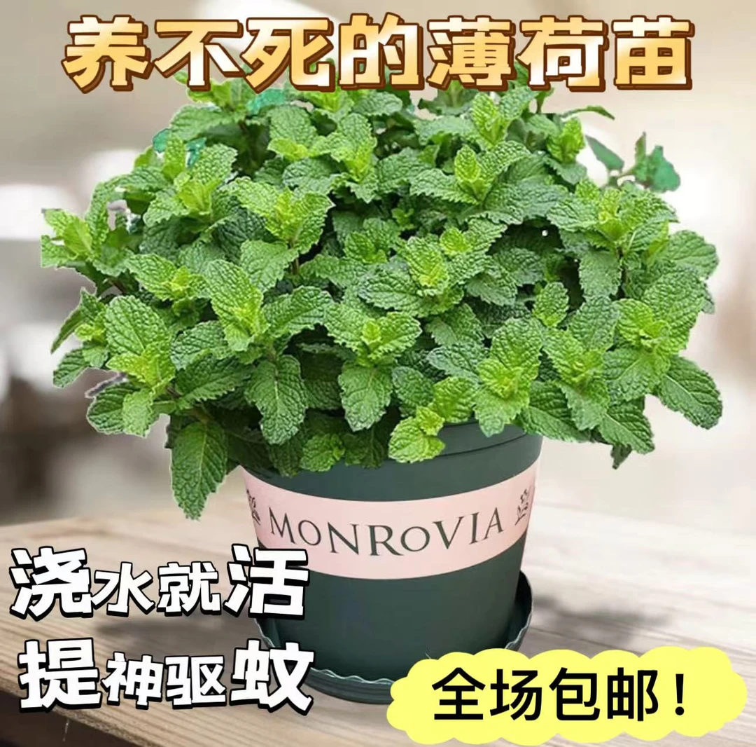薄荷盆栽四季常青养在室内能驱蚊净化空气