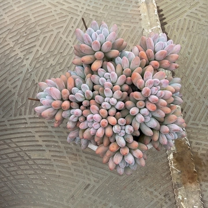 浅***月汤圆自然群浅月专拍发货