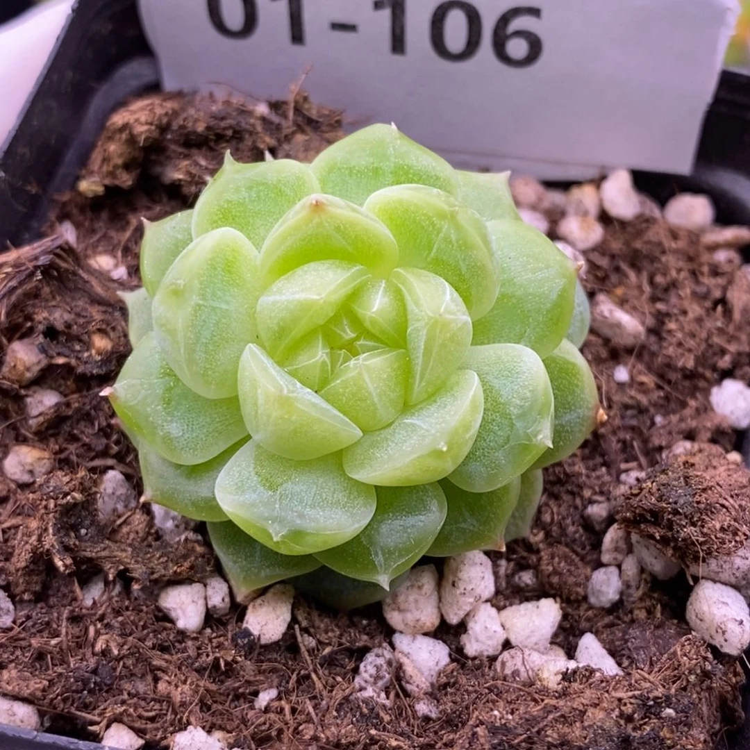 【闪购商品】01-106