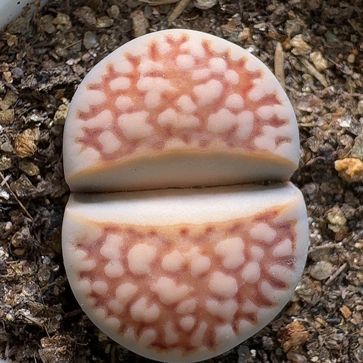 生石花1111111。   351