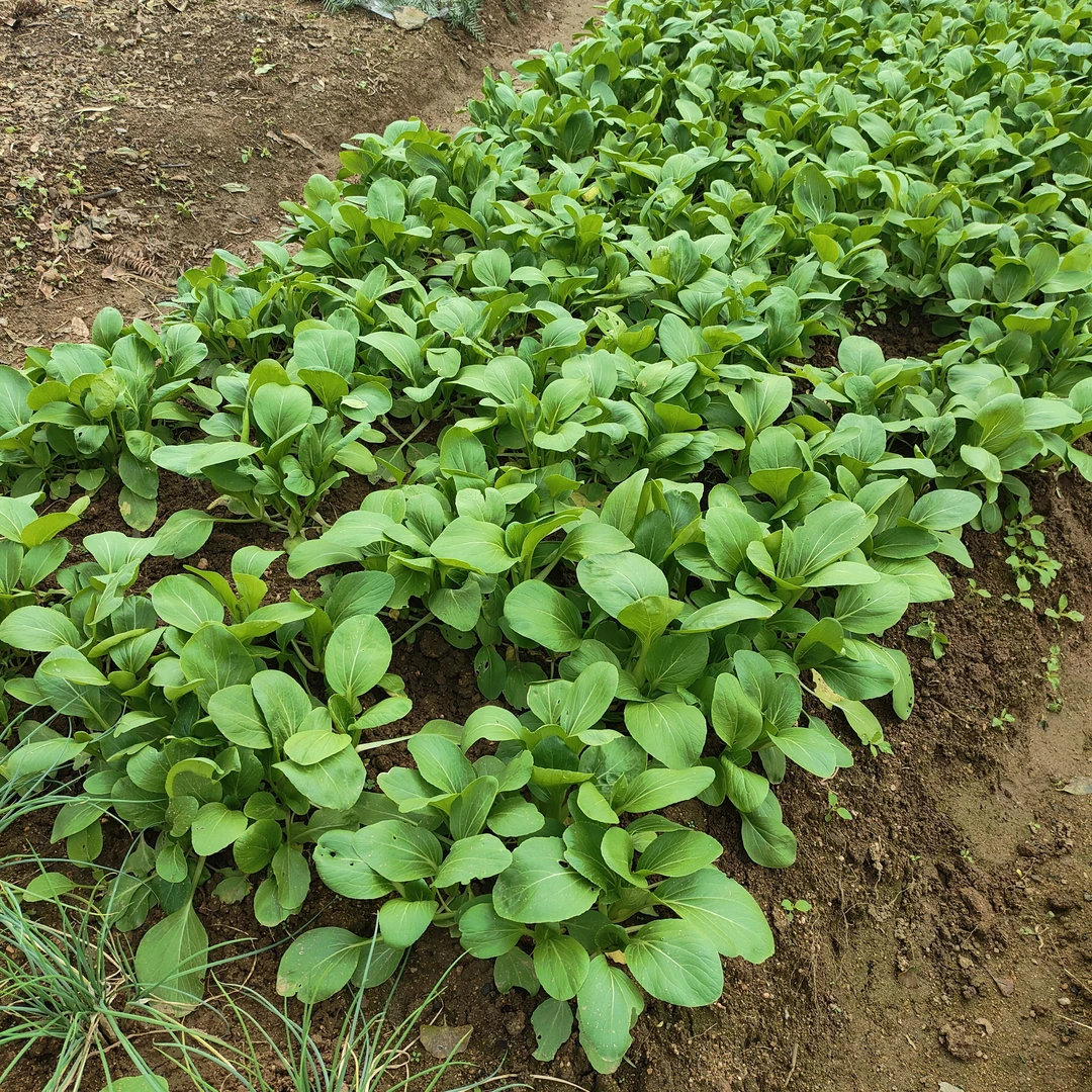 大别山农家露天小青菜新鲜蔬菜叶菜无公害农家菜应急蔬菜