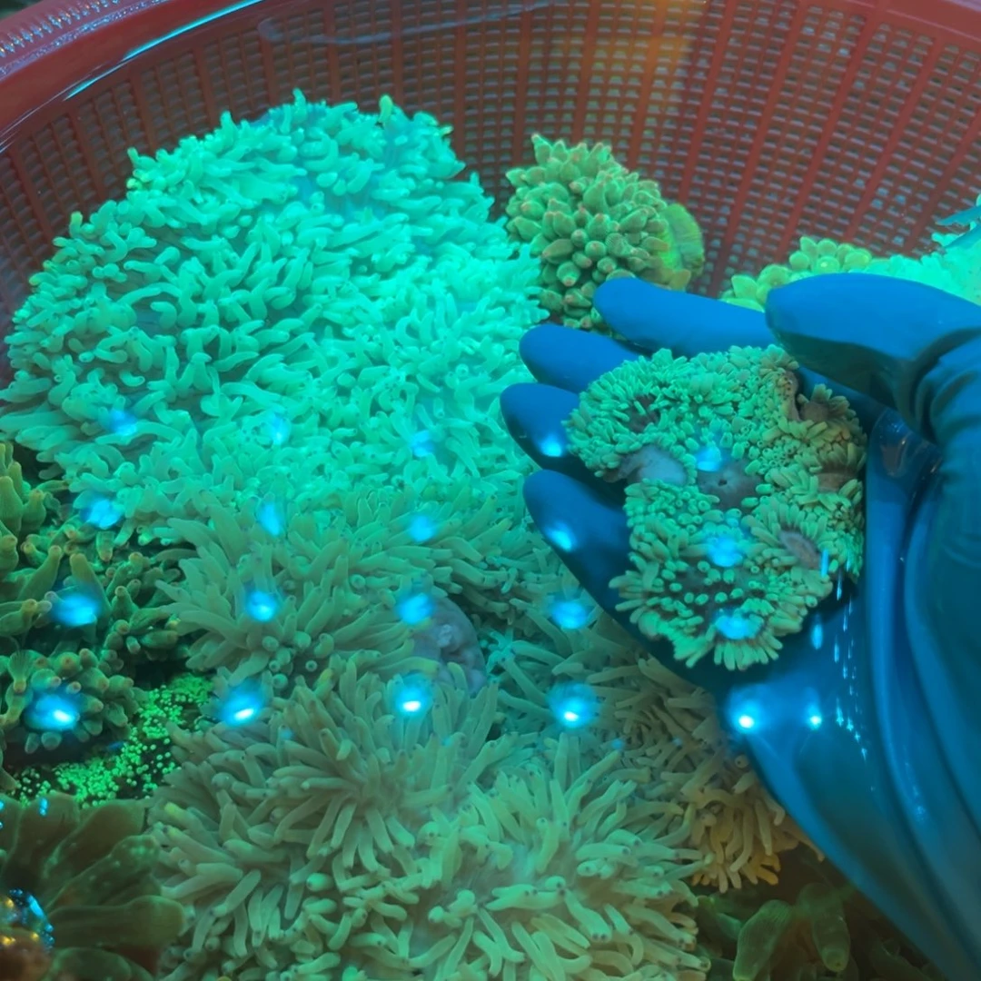 李****奶嘴海葵紫点➕空运25