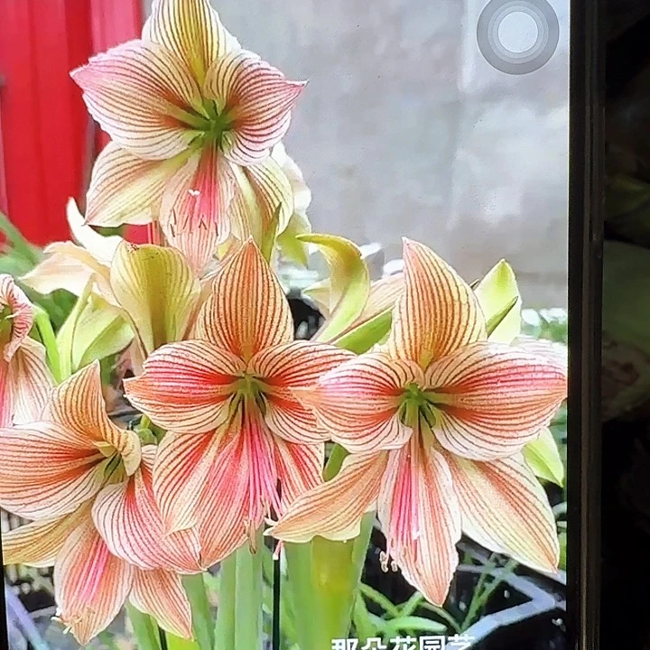 异域之星好球直径6厘米