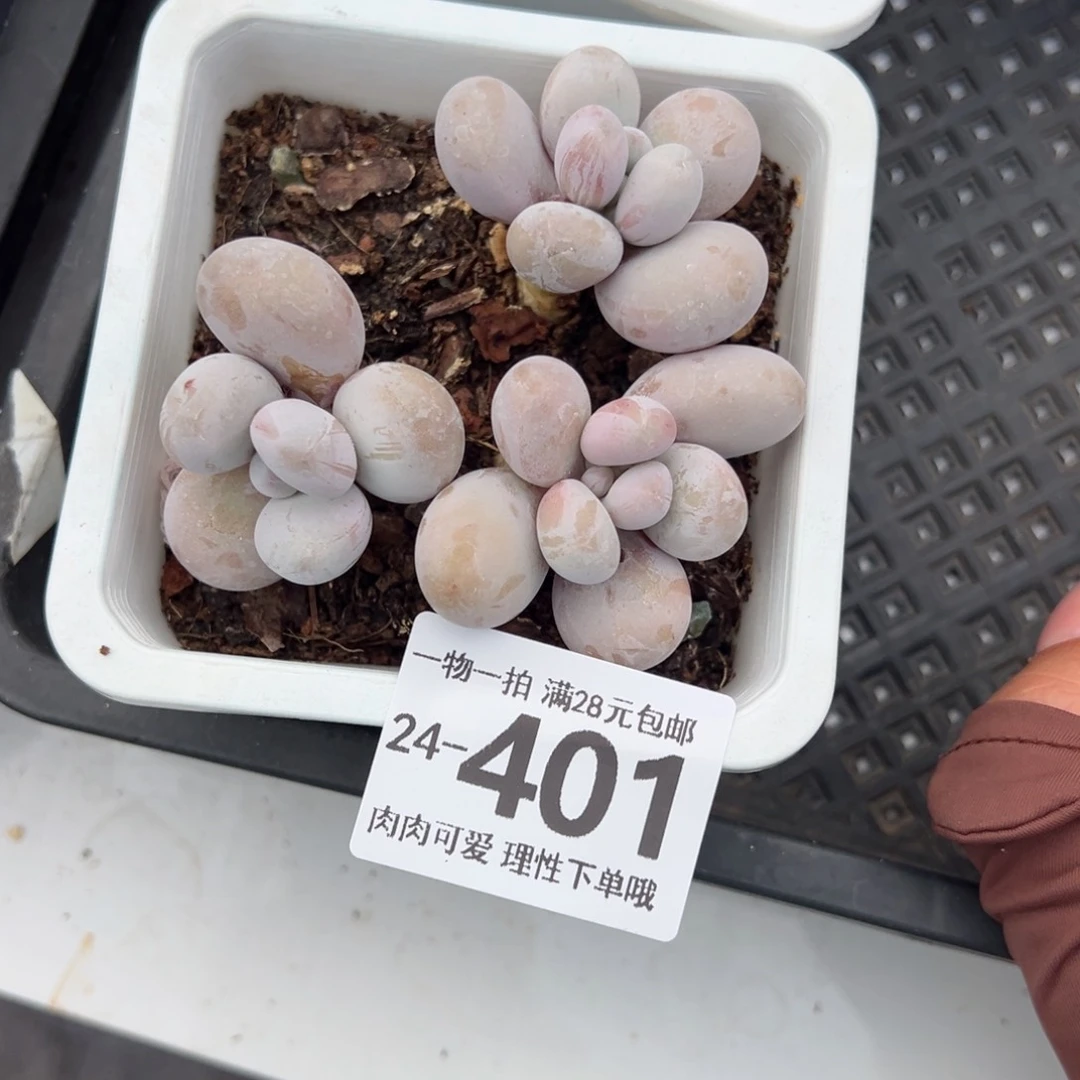 奶酪多肉多肉多肉多