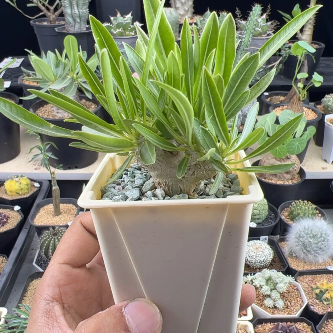 惠比大黑一物一拍带盆发