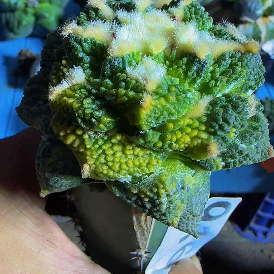 龟甲锦916仙人球开花