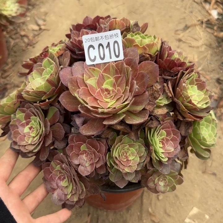 花月夜……多肉植物……