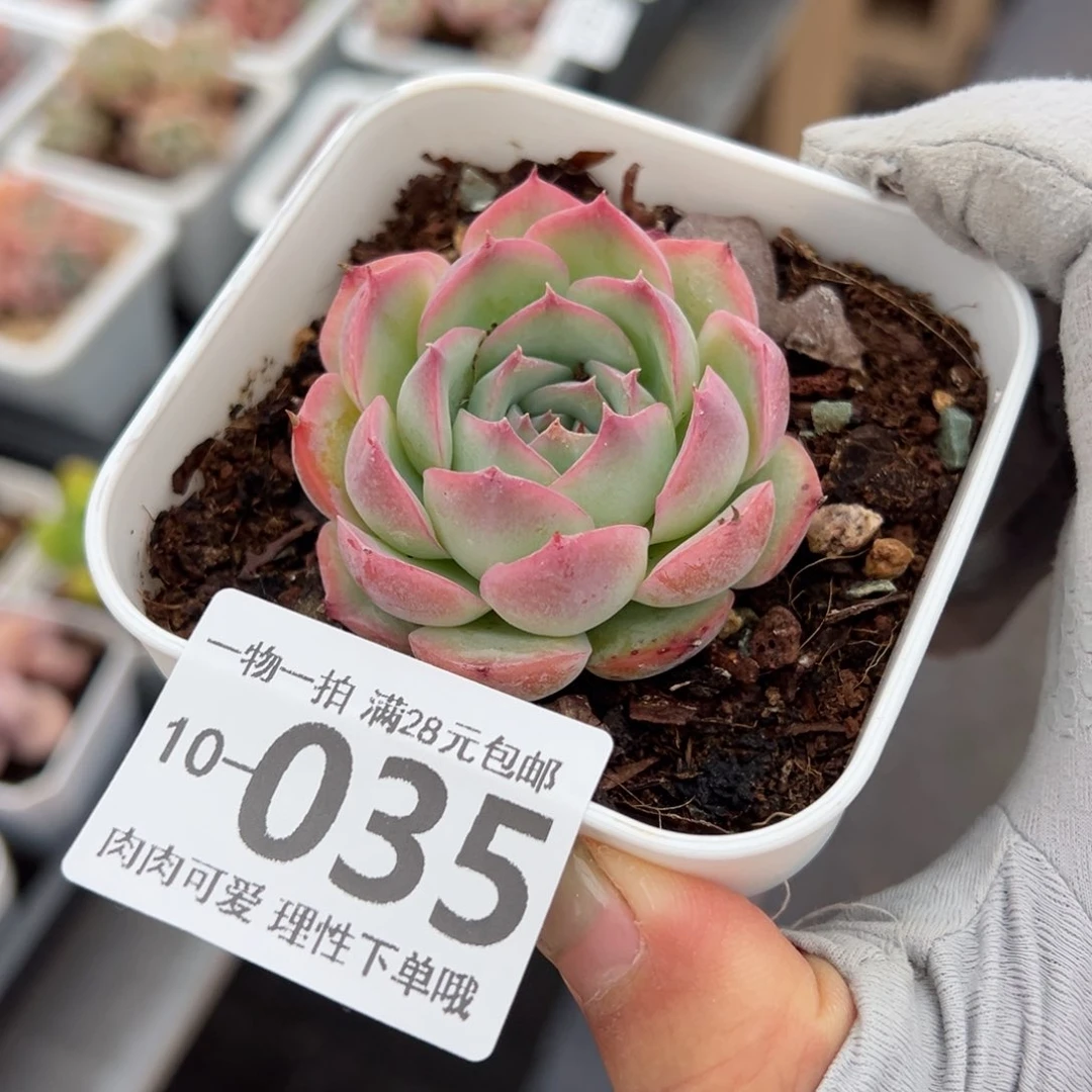 侧影多肉多肉多肉多肉