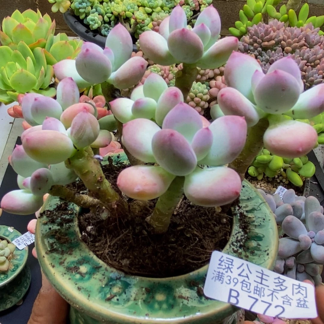 772苹果奶10cm多肉植物