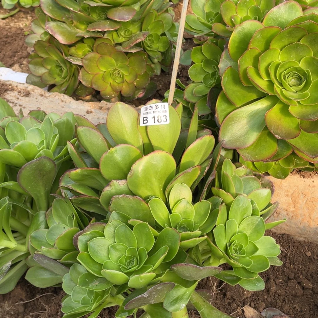 183魅金玫瑰多肉法师断枝不包量