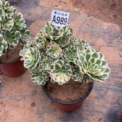 989迈巴赫不包断枝