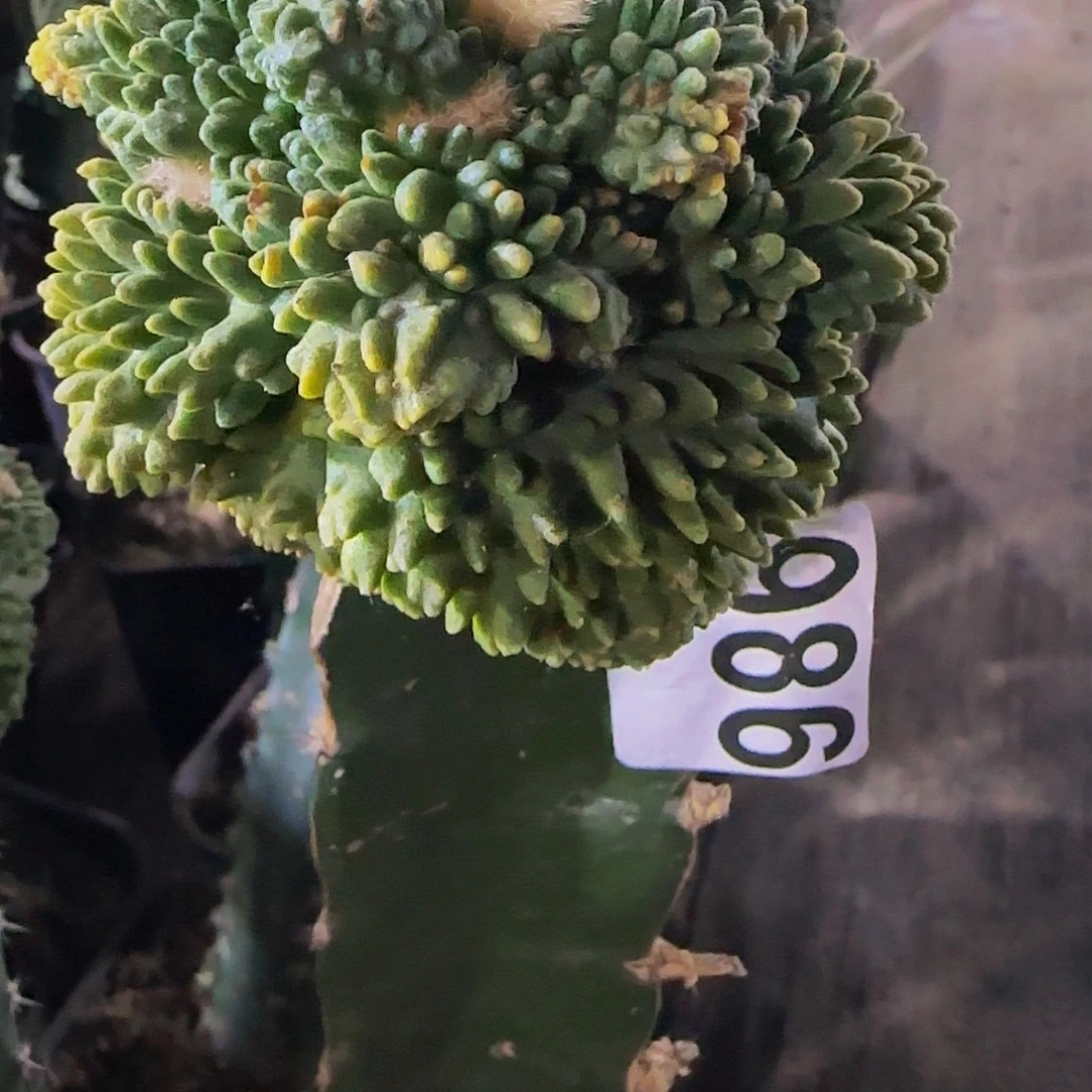 顽***夫荔枝尤986仙人球开花