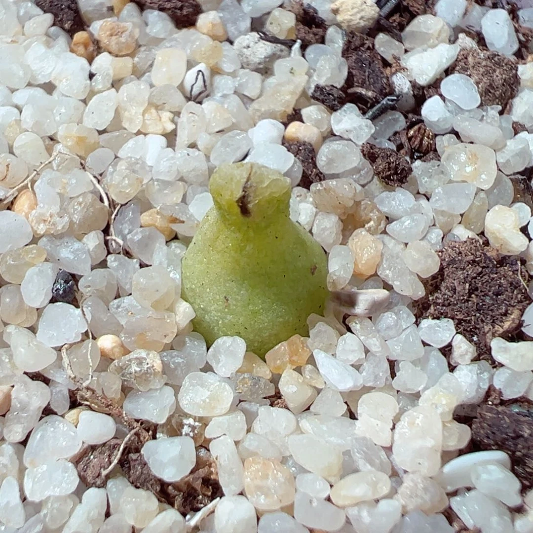 119-110.小葫芦多肉