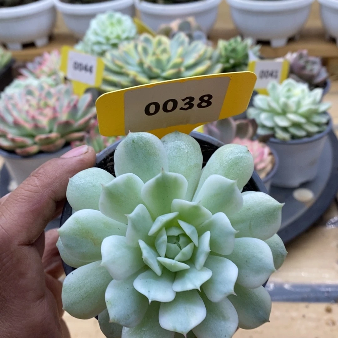 0038静夜哈哈哈哈