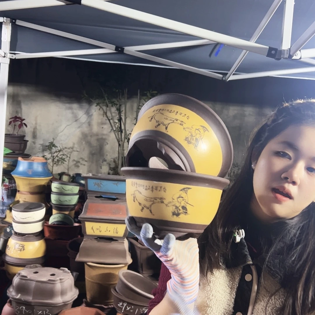 17+17黄色放牛娃三角金钟