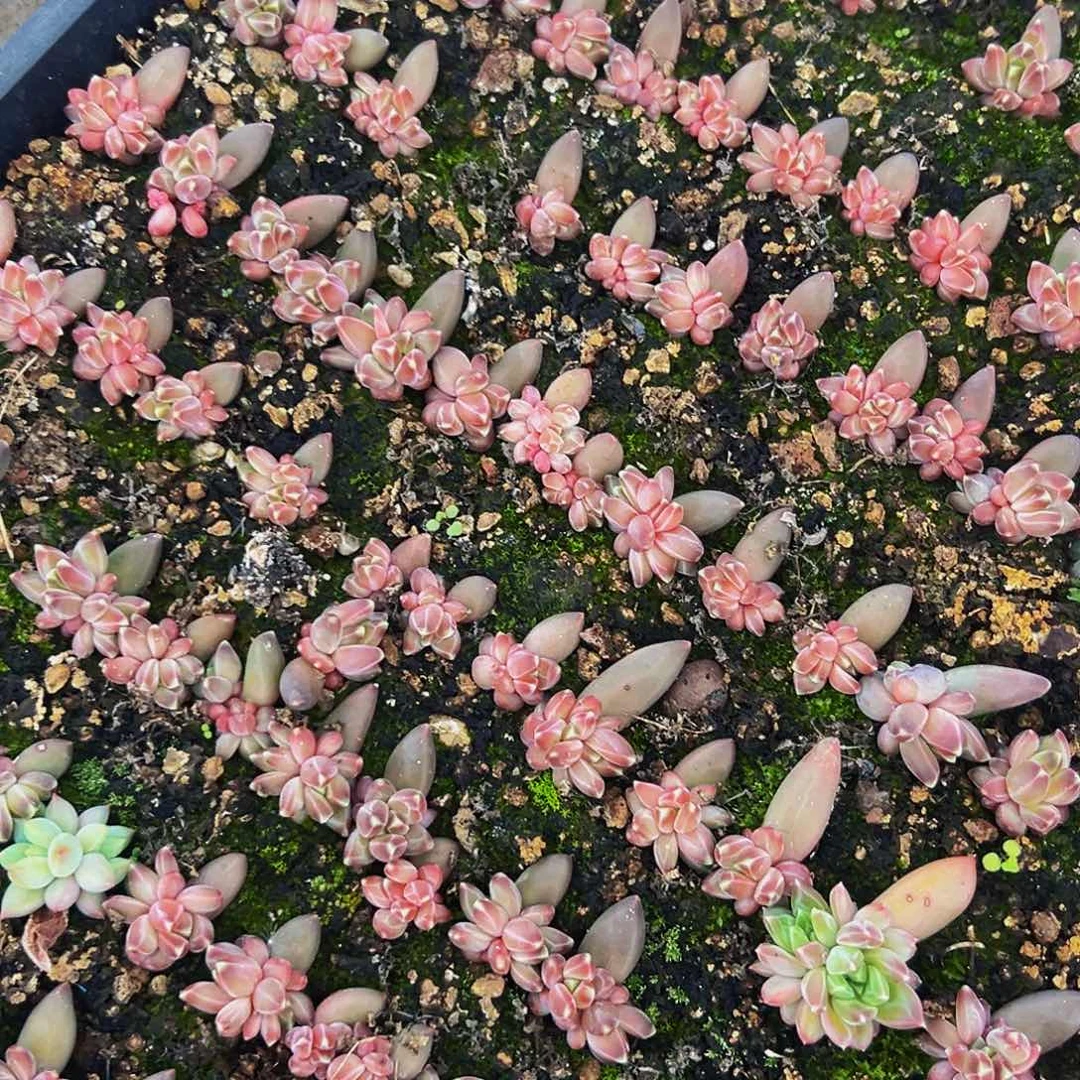 20颗美人系列精品多肉