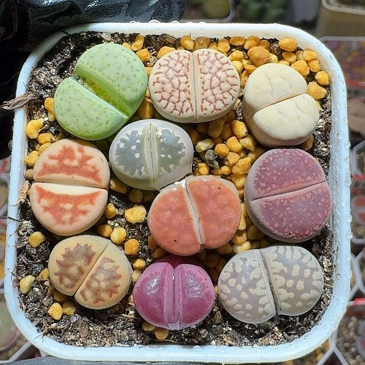 生石花1111112。   286