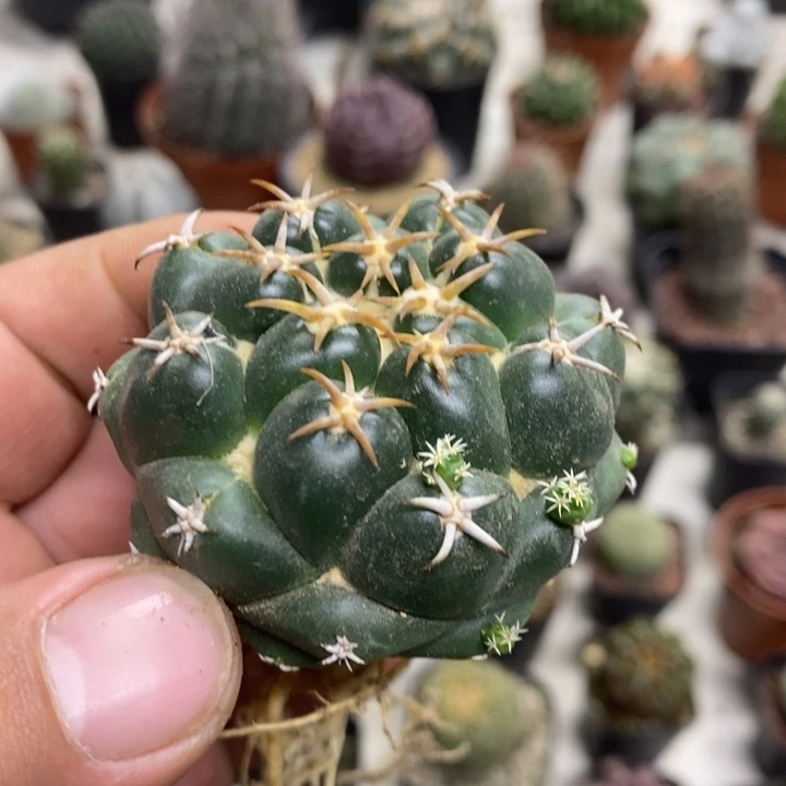 实生豪刺象牙特价孤品