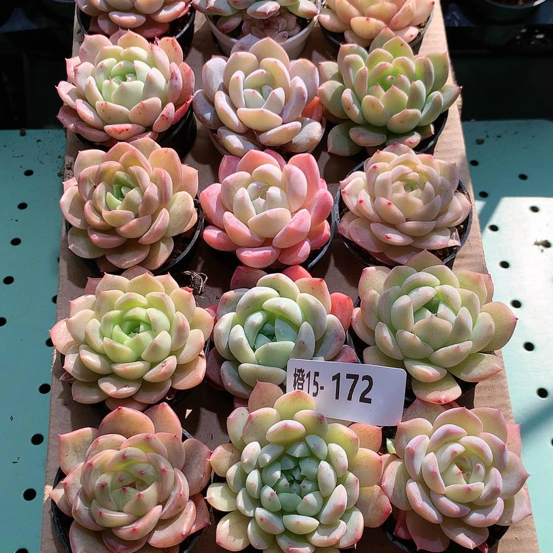 15-172一物一拍带盆18颗。