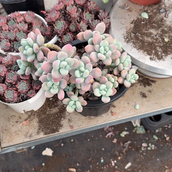 红洛神整装无砍群生