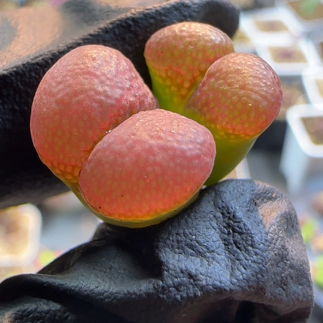 多肉植物TOp1红31号