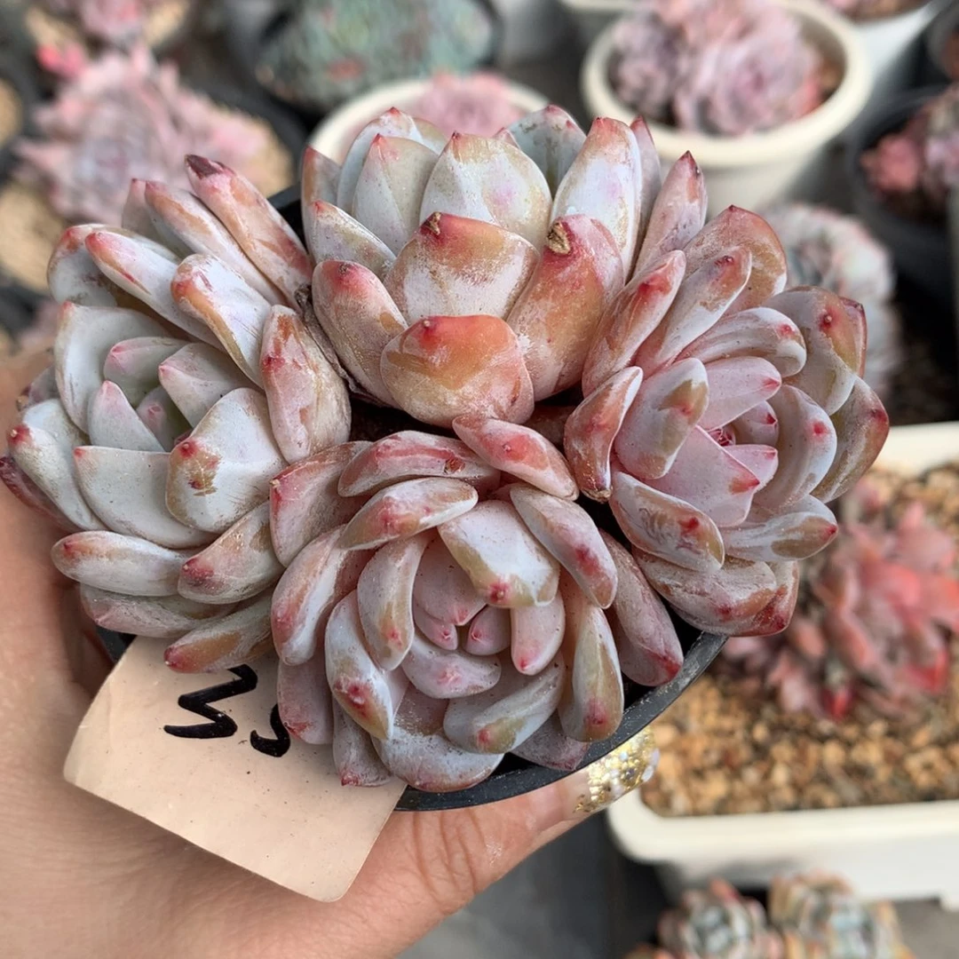 哈哈哈哈哈哈哈哈哈哈