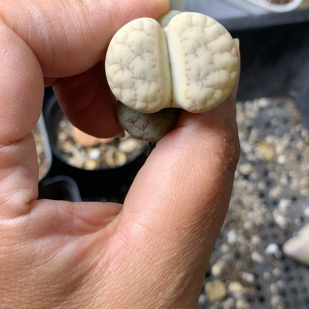 D15多肉植物保护研究所