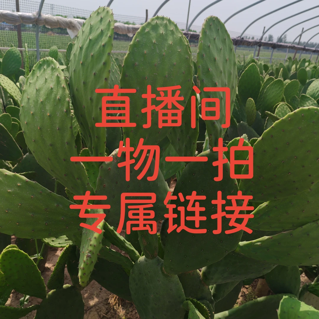 一物一拍米邦塔食用仙人掌可开花结果