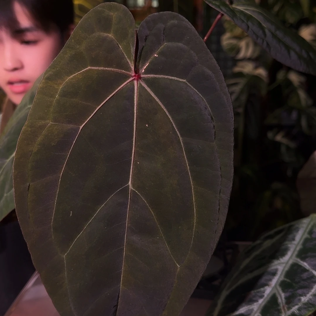 不开花植物B99红鸡锦