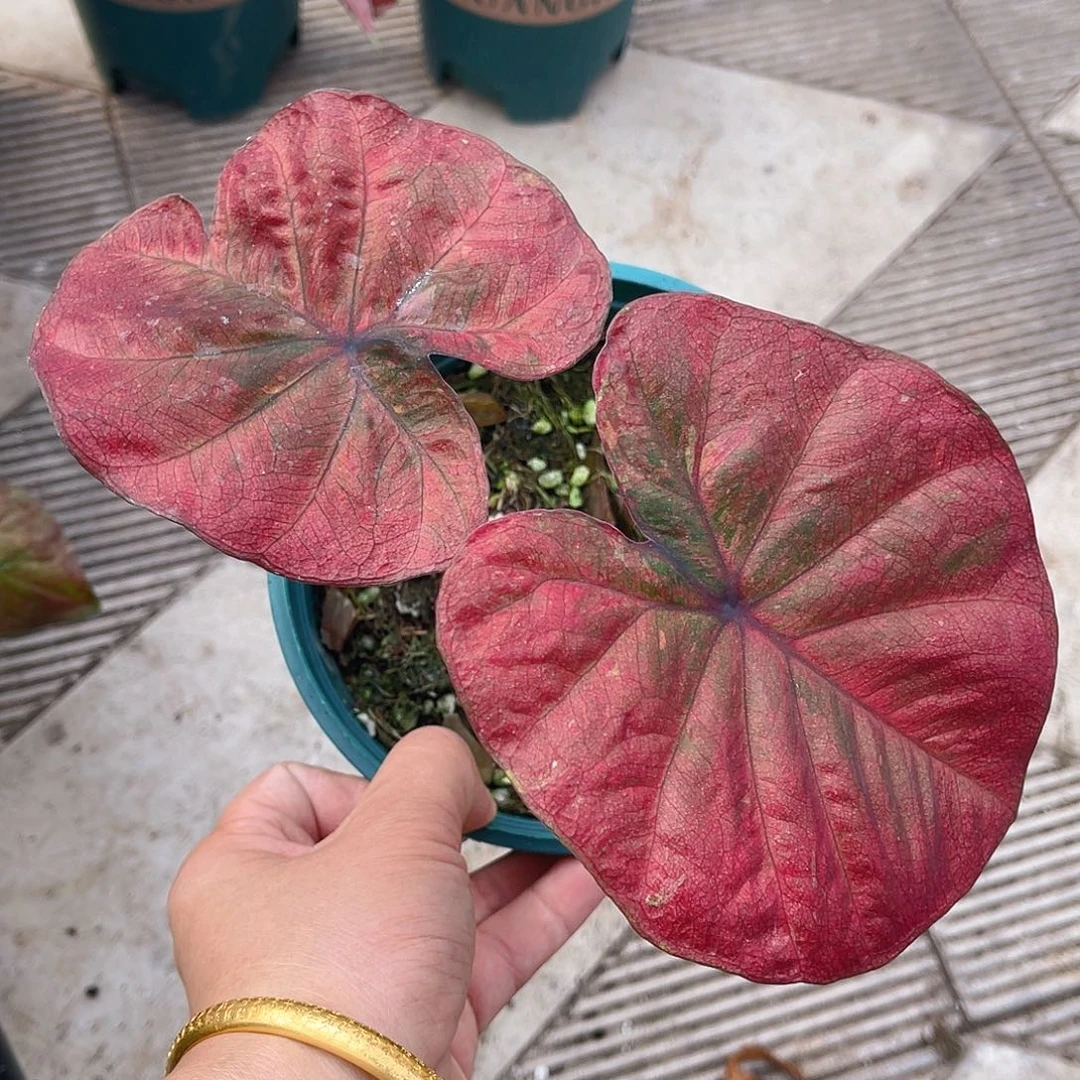 完全开放泰彩一物一拍137