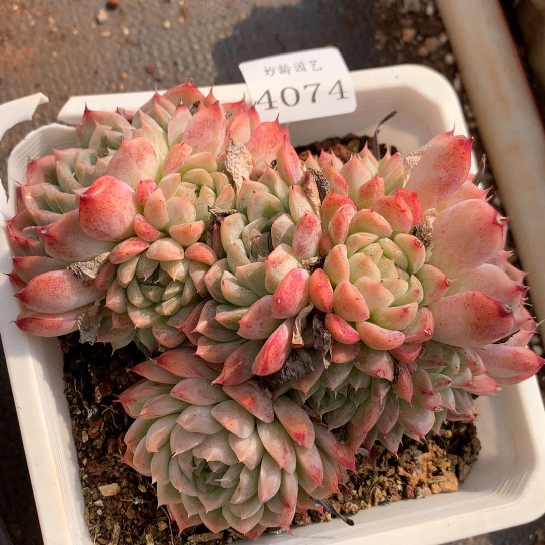 4074新年快乐发发发