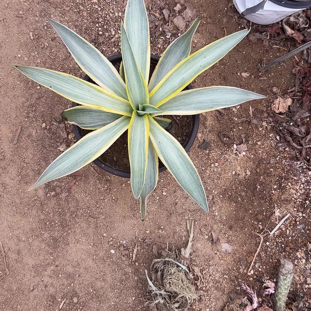 多肉植物银河旅人