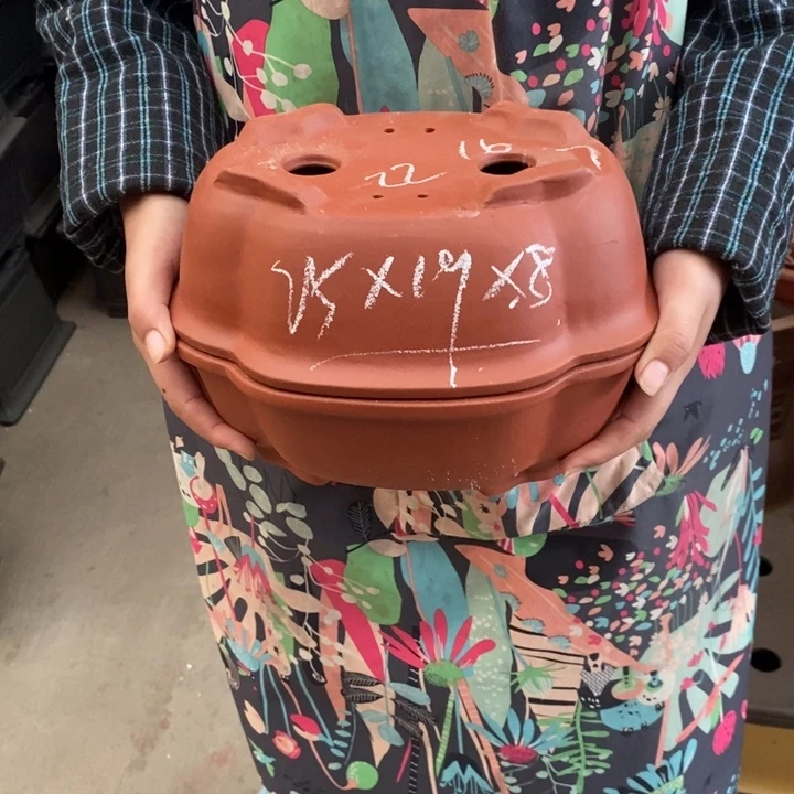 花盆紫砂只顾看手机和睡觉